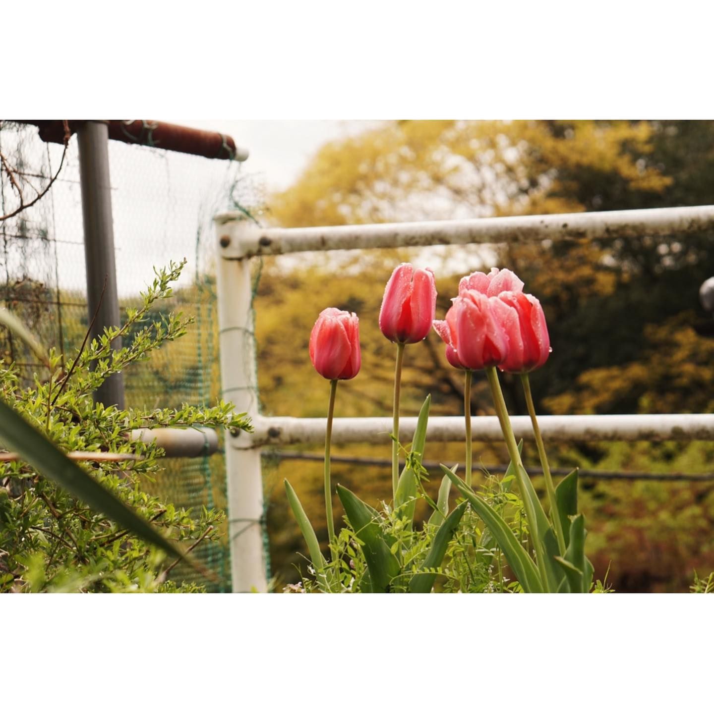 変わりたい変わらない
変わりたい代わりがいない
わたしたち

カネコアヤノ - わたしたちへ